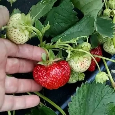 Клубника КИМБЕРЛИ в Иркутске