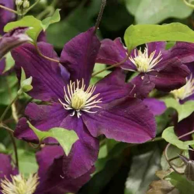 Клематис ГЕРОИ ВАРШАВЫ в Иркутске