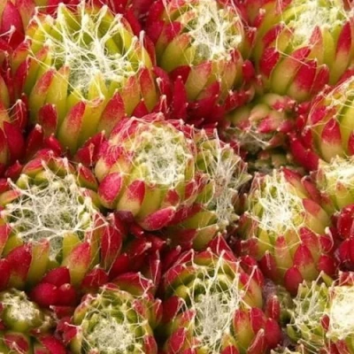 Молодило ХУКЕРА в Иркутске