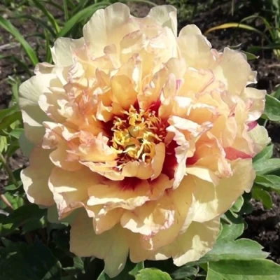 Пион КЕНАРИ БРИЛЛИАНТС ито-гибрид в Иркутске