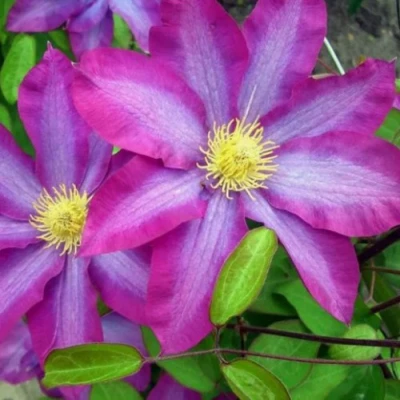 Клематис КАКИО в Иркутске