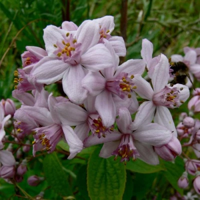 Дейция МОУНТ РОУЗ в Иркутске