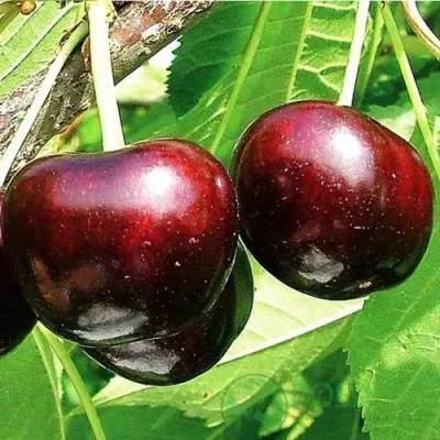 Черешня САММИТ в Иркутске