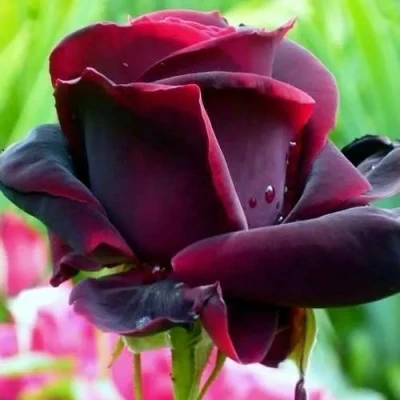 роза Черный Принц