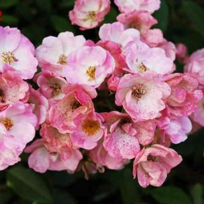 саженцы розы Албен Бизен