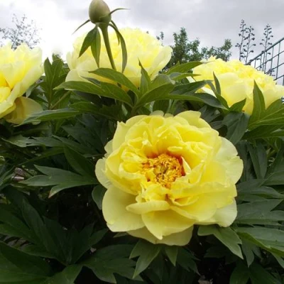 Пион БАРЦЕЛЛА (БАРТЗЕЛЛА) ито-гибрид в Иркутске