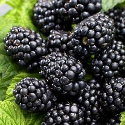 Ежевика БЖЕЗИНА бесшипная в Иркутске