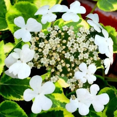 гортензия Миранда черешковая