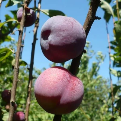 Плумкот ВЕЙ ВОНГ в Иркутске