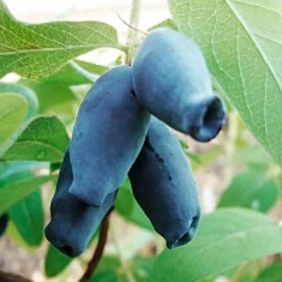 Жимолость съедобная АМФОРА в Иркутске