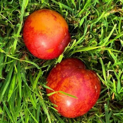 Шарафуга НЕКТАРИННАЯ в Иркутске