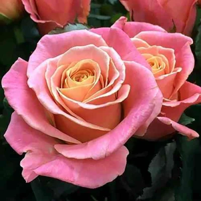 саженцы роз мисс пигги