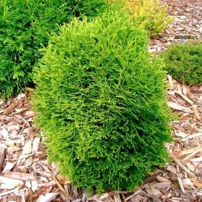 Туя ВОТЕРФИЛД западная в Иркутске