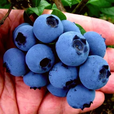 Голубика РЕКА в Иркутске