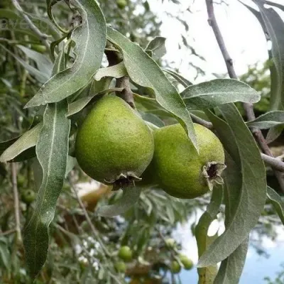 Груша ИВОЛИСТНАЯ в Иркутске