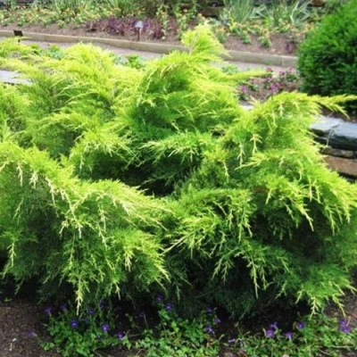 Можжевельник ГОЛД КОСТ средний в Иркутске