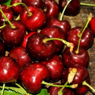 Черешня САММИТ в Иркутске