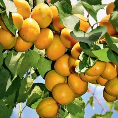 Абрикос БРЯНСКИЙ РАННИЙ в Иркутске