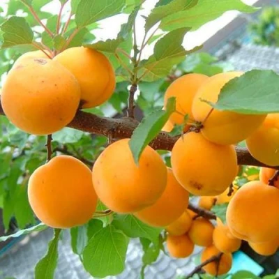 Абрикос ОРИГИНАЛ в Иркутске