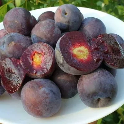 Сливово-вишневый гибрид МЕЙНОР в Иркутске