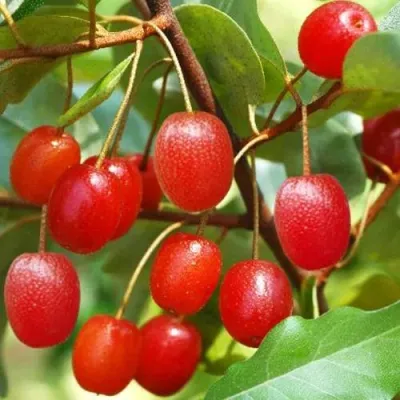 ГУМИ (ЛОХ МНОГОЦВЕТКОВЫЙ) в Иркутске