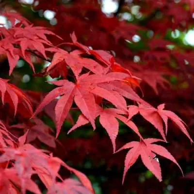 Клен гиннала  в Иркутске