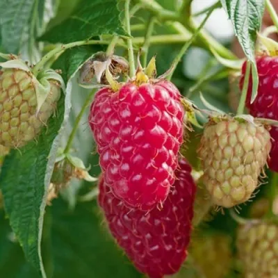 Малина МАРАСТАР в Иркутске