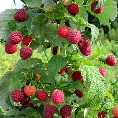 Малина БРУСИЛОВСКАЯ в Иркутске