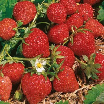 Клубника ФЛОРЕНС в Иркутске