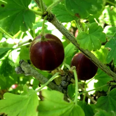 Крыжовник ЧЕЛЯБИНСКИЙ СЛАБОШИПОВАТЫЙ в Иркутске