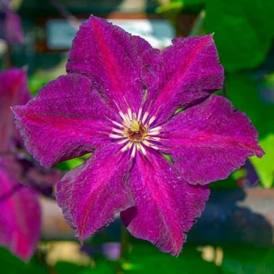 Клематис ГРЮНВАЛЬД в Иркутске