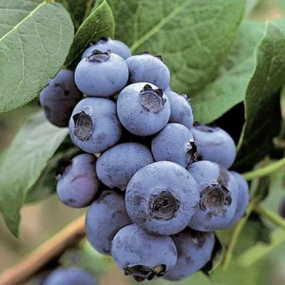 Голубика ПАТРИОТ в Иркутске