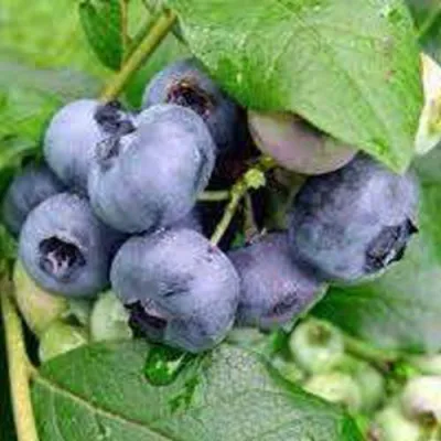 Голубика КОВИЛЛ в Иркутске