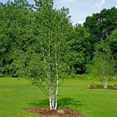 Береза бумажная в Иркутске