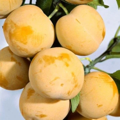 Слива РЕНКЛОД ранний в Иркутске