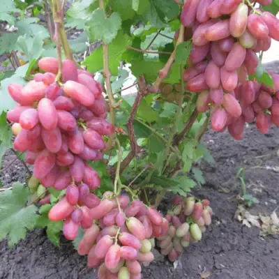 Виноград ЮЛИАН в Иркутске