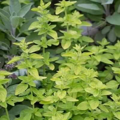 Душица ТАМБЛС ВАРИЕТИ обыкновенная в Иркутске