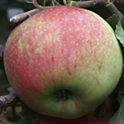 Яблоня СОКОЛОВСКОЕ стелющаяся в Иркутске