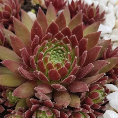 Молодило ЛЮФТШПРУНГ в Иркутске