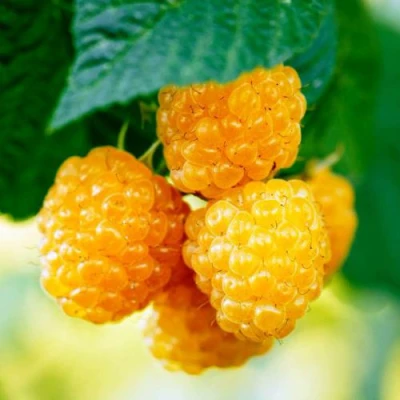 Малина МЕДОВАЯ в Иркутске