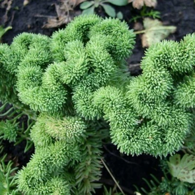 Очиток (седум) КРИСТАТУМ отогнутый в Иркутске