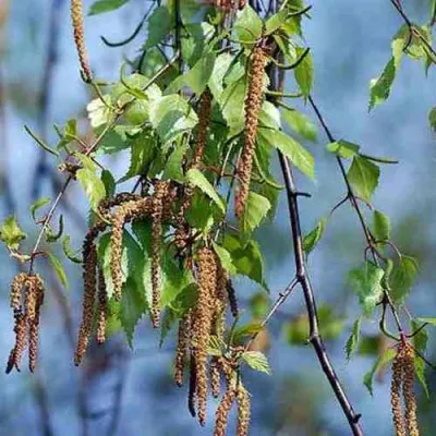 Береза повислая в Иркутске