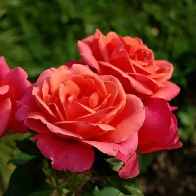 Роза АПАЧИ чайно-гибридная в Иркутске