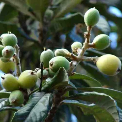 МУШМУЛА  в Иркутске