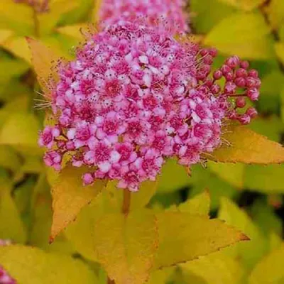 Спирея ГОЛДЕН ПРИНЦЕСС японская в Иркутске