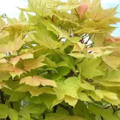 Клен ложноплатановый в Иркутске