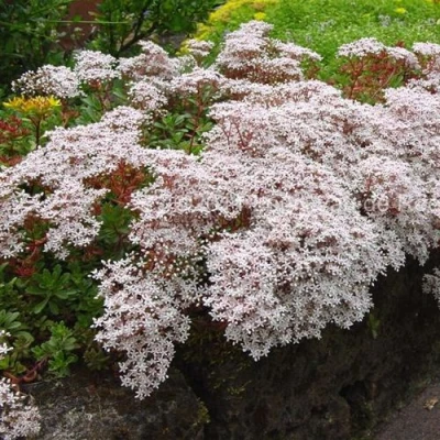 Очиток (седум) МУРАЛЕ белый в Иркутске