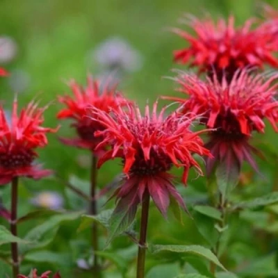 Монарда ПАНОРАМА РЕД в Иркутске