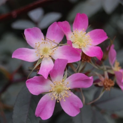 Саженцы роз сизая в Иркутске