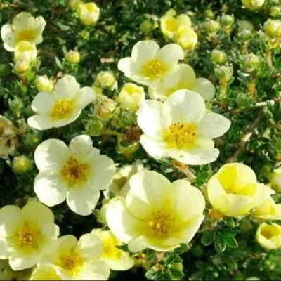 Лапчатка КЛОНДАЙК кустарниковая в Иркутске